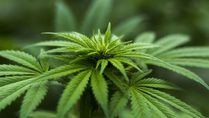 Польза медицинской марихуаны сколько можно хранить семена конопляные