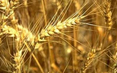 Каким будет урожай-2013?