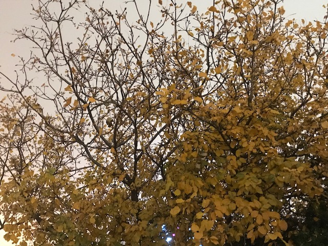 Київ. Ошатні дерева на Майдані неохоче розстаються із золотим вбранням. Фото Ракурсу