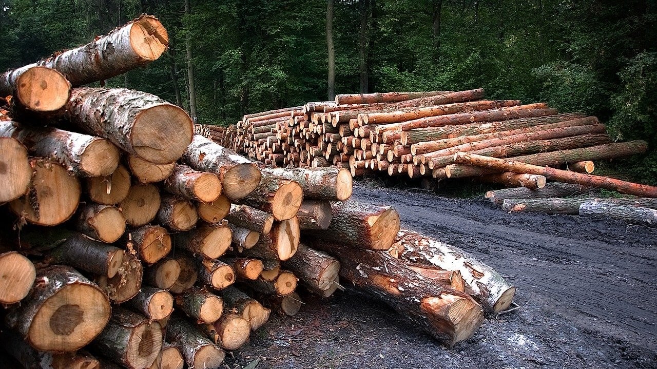 Вырубка лесов в Украине. Фото: Pixabay