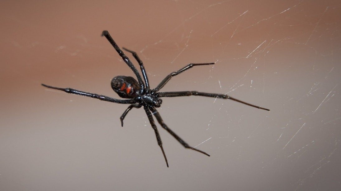 Укус павука: що робити, якщо вкусив павук. Фото: Pixabay