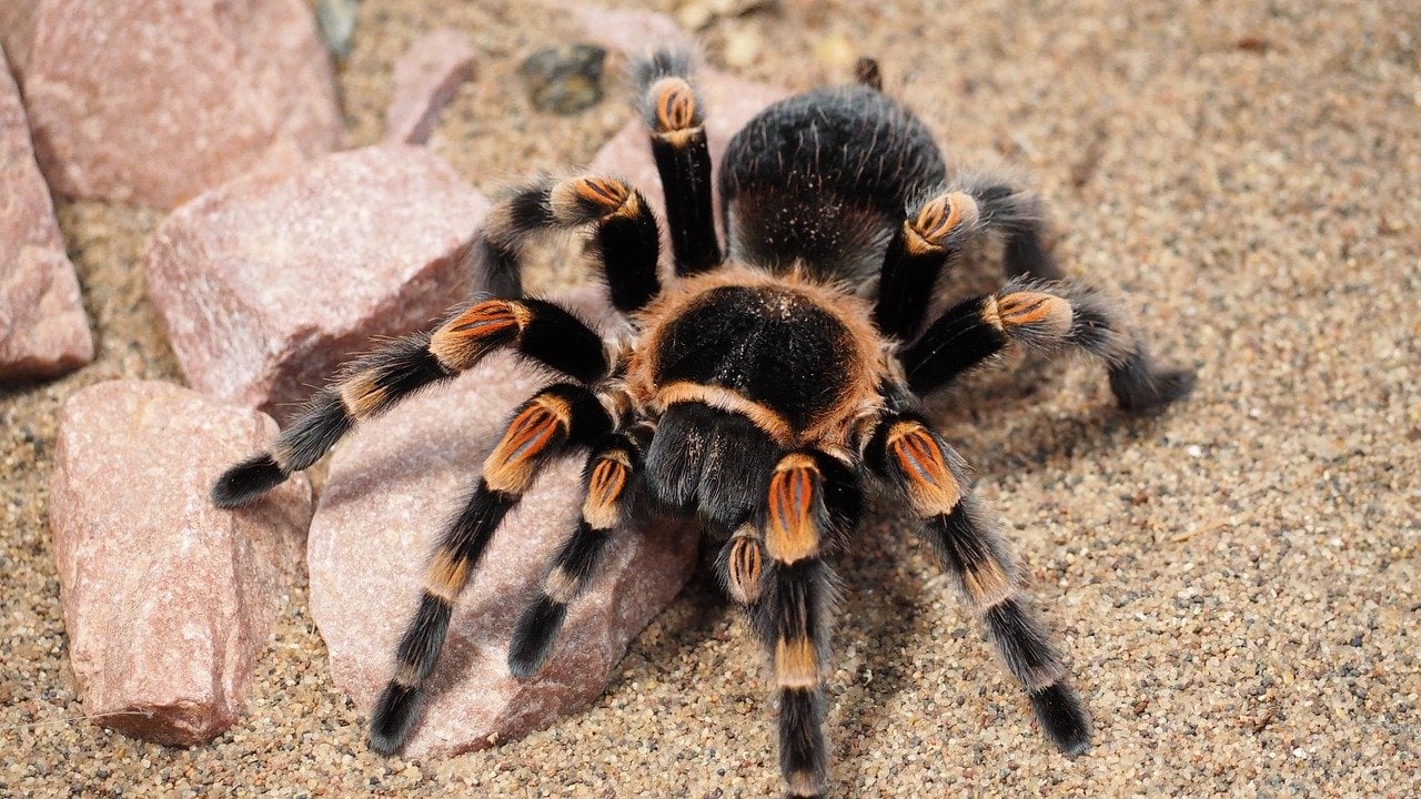 Укус паука: что делать, если укусил паук. Фото: Pixabay