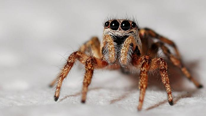 Как выглядит и опасен ли укус паука