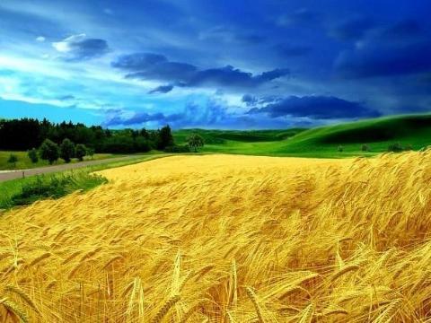 Земельная реформа в Украине