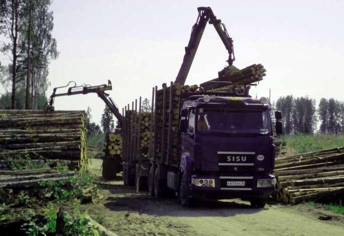 Объемы незаконной вырубки леса остались такими же, как при Януковиче