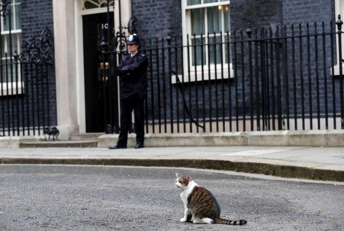 «Драма» на Даунинг-стрит: кот премьера Британии подрался с котом главы МИД (ФОТО)