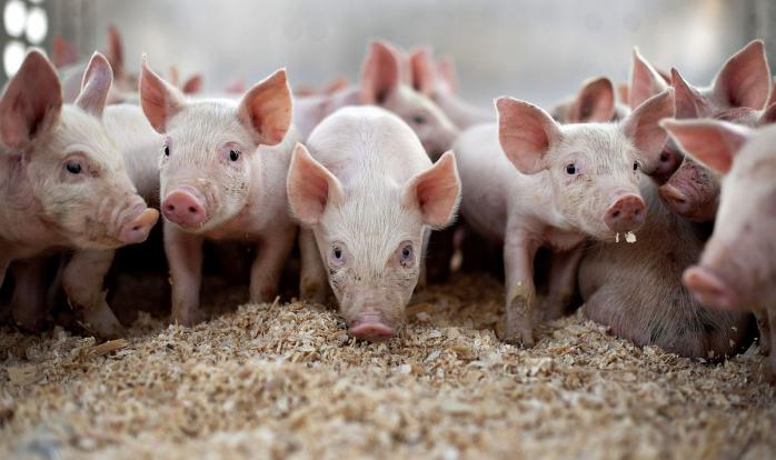 Протест тваринників: під Кабміном розкидали солому і привезли свиней (ФОТО, ВІДЕО)