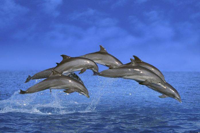 В Австралии на берег выбросились более 150 черных дельфинов (ФОТО, ВИДЕО)