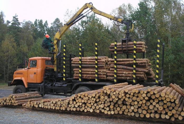 Нардепы сделали шаг к запрету сплошной вырубки карпатских елово-буковых лесов