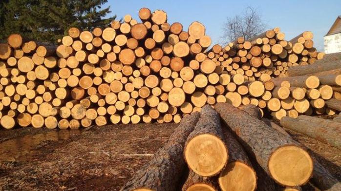 Євросоюз може подати до суду на Україну через мораторій на експорт лісу-кругляка