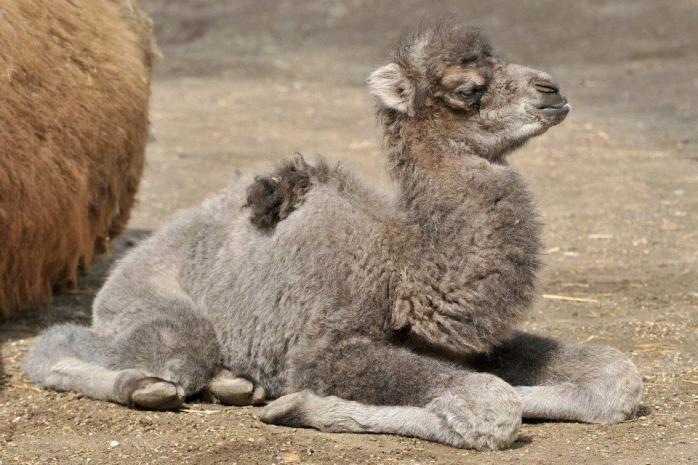 В зоопарке Великобритании верблюжонка назвали в честь новорожденного сына Кейт Миддлтон и принца Уильяма (ВИДЕО)