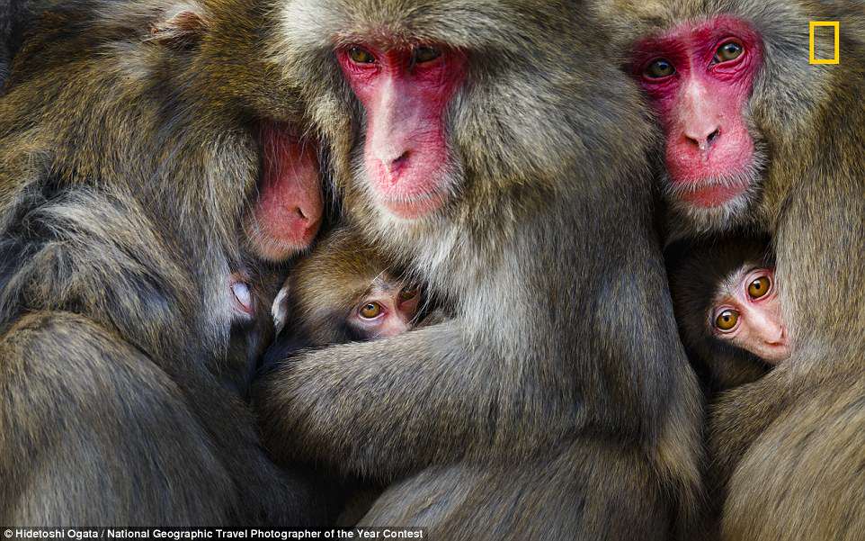 Фото: Объятия японских обезьянок на острове Авадзи