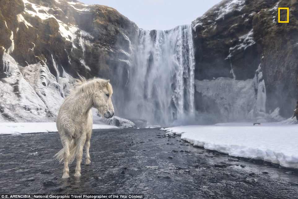 Фото: Величественная лошадь на юге Исландии