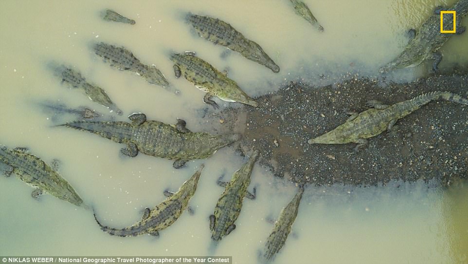 Фото: Группа крокодилов в Коста-Рике, снято с помощью беспилотника
