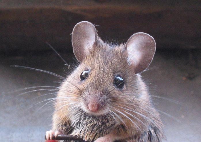 Мышь. Фото: Википедия