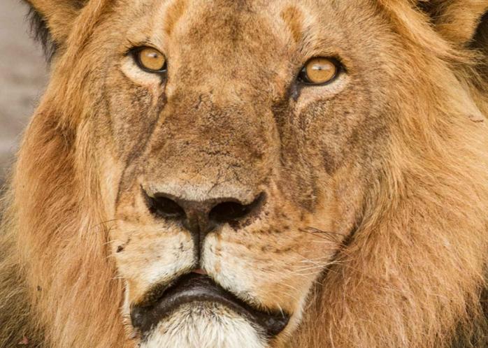 Планам браконьеров помешал прайд львов, фото: slate.com