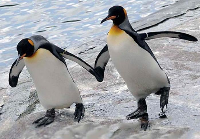 Королівський пінгвін, фото: «Мир животных и растений»