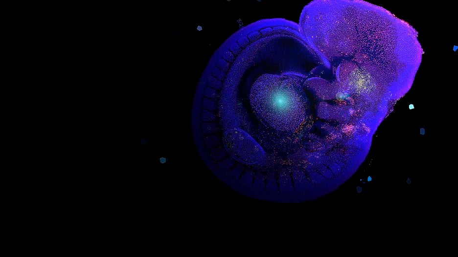 «Звездная звездная ночь», автор Francine Ke. На фотографии запечатлены клетки эмбриона. Ярко окрашенные клетки умирают (процесс называется апоптозом), а темно-синие клетки еще живы.
