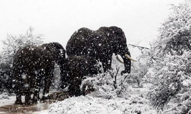 Африку засыпало снегом: как отреагировали антилопы, жирафы и слоны (ФОТО, ВИДЕО)