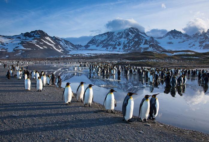 Глобальное потепление влияет и на жизнь в Антарктиде, фото: LoveOpium