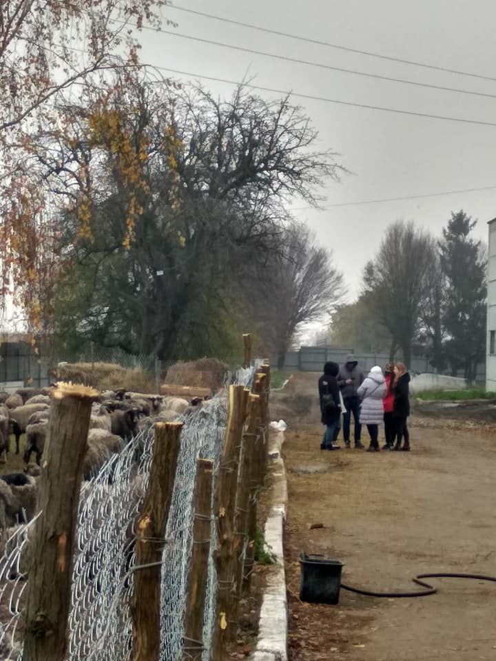 Вівці. Фото: UAnimals у Facebook