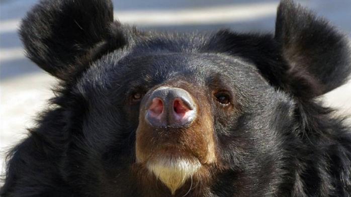 Азійський чорний ведмідь, фото: Pars Today