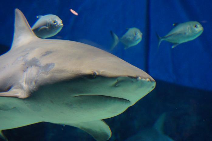 Тупорылая акула, фото: Flickr
