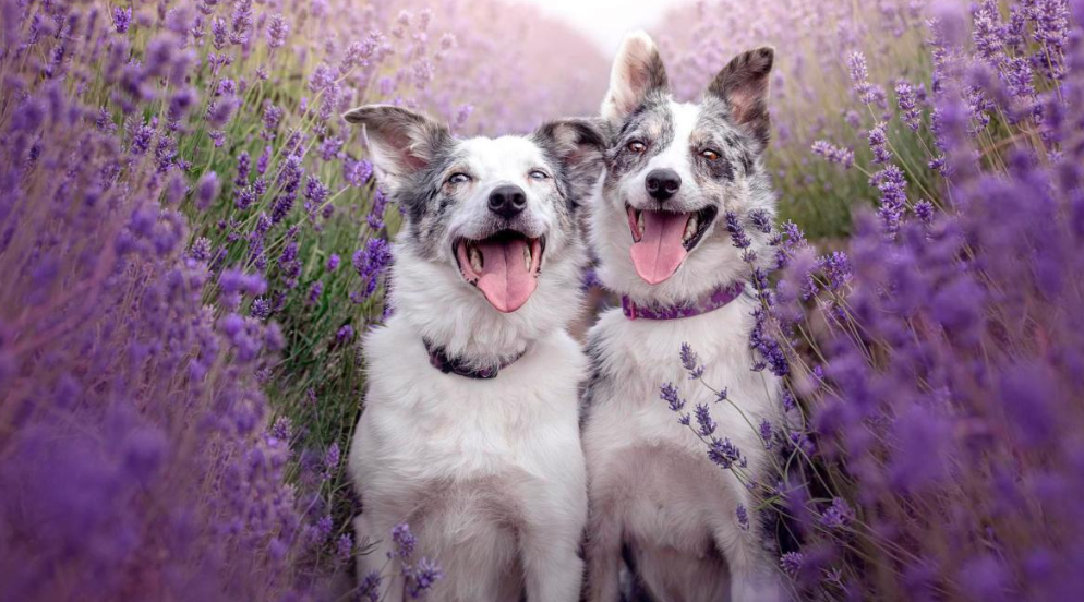 Фото: Тhe Тimes