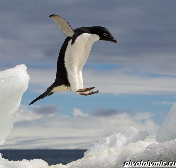 Колония пингвинов Адели насчитывала примерно 1,5 млн особей