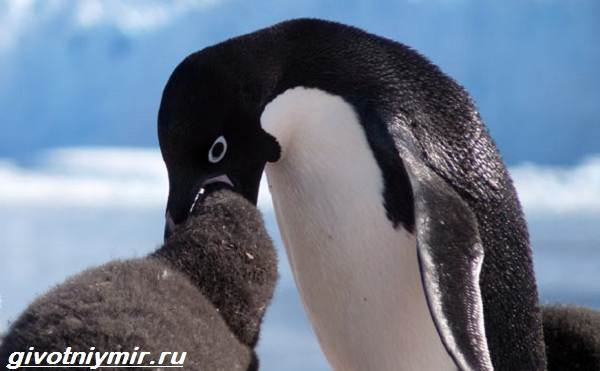 Колония пингвинов Адели насчитывала примерно 1,5 млн особей