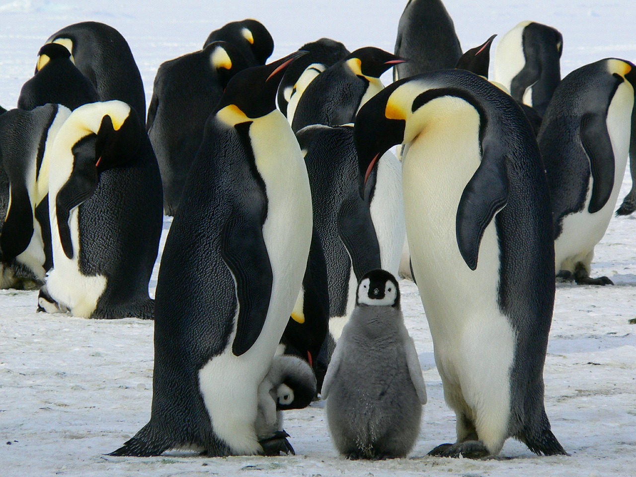 Колонія пінгвінів Аделі нараховувала приблизно 1,5 млн особин, фото — Вікіпедія