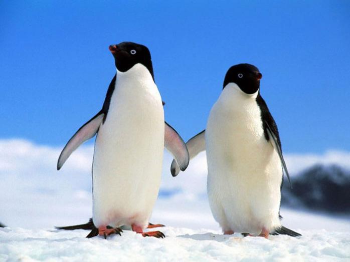 Пінгвіни Аделі, фото — Вікіпедія