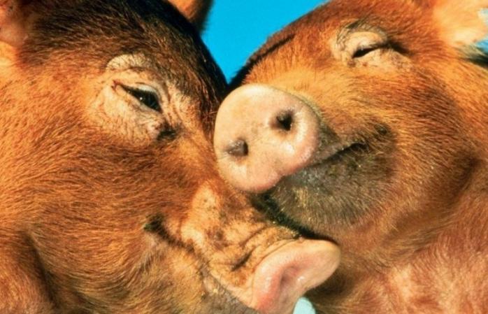 Дизайнеры рассказали, в чем встречать новый 2019 год Желтой земляной свиньи (ФОТО)