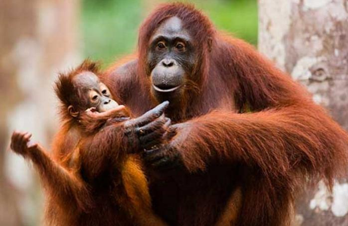 Орангутанги умнее семилетних детей