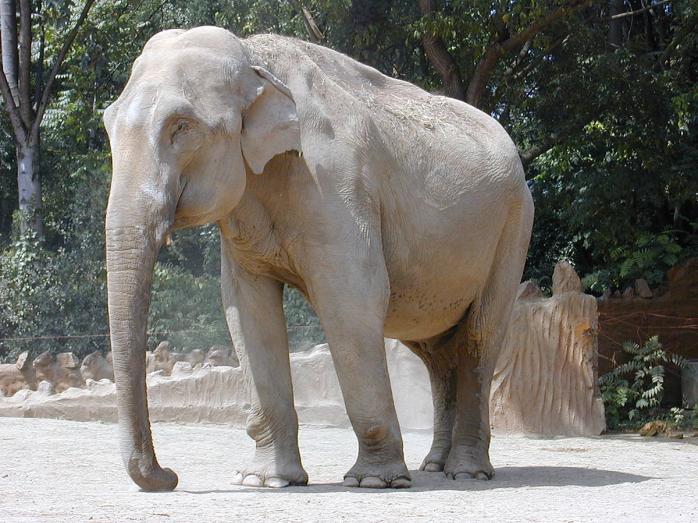 Заблудившегося слона выгоняли из индийского города петардами. Фото: Википедия