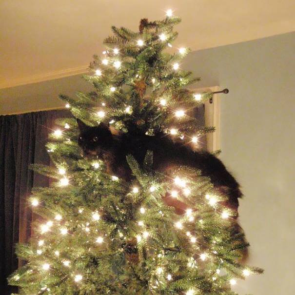 Коты и елки, фото — Фейсбук