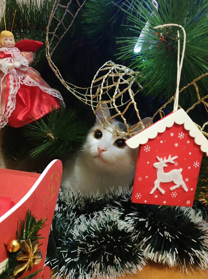 Коты и елки, фото - Фейсбук-сообщество "Людоньки, порадьте"