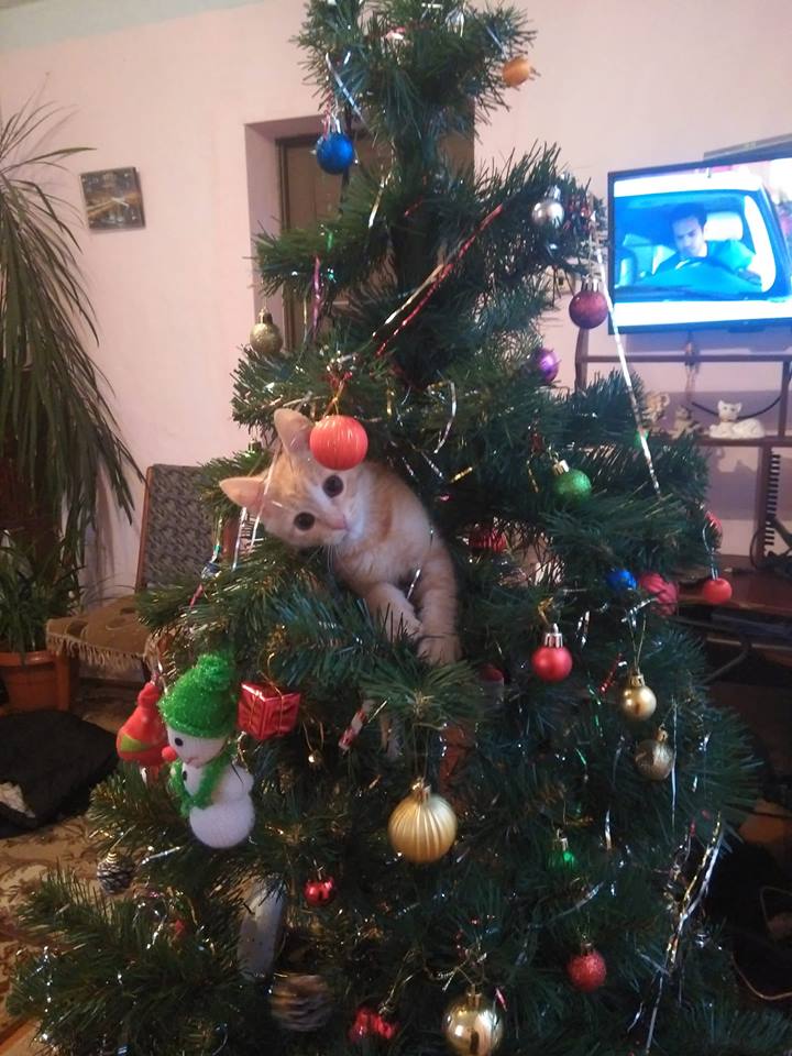 Коты и елки, фото — Фейсбук-сообщество "Людоньки, порадьте"