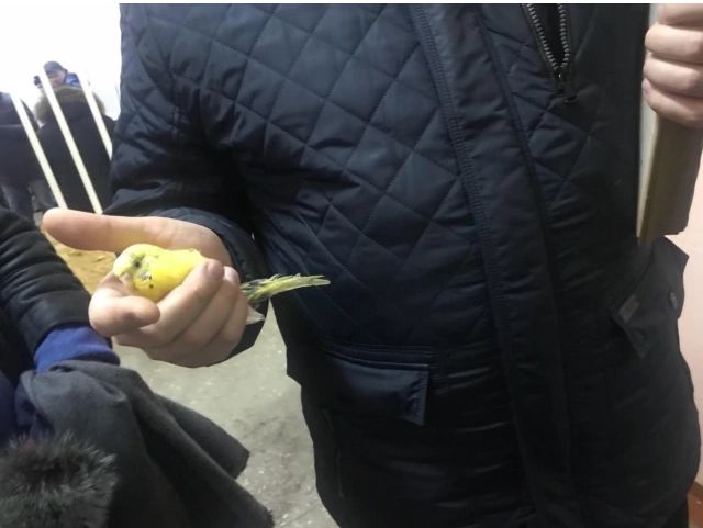 В Магнитогорске спасатели достали живого попугая. Фото: tjournal.ru