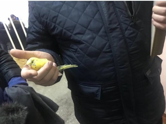У Магнітогорську рятувальники дістали живого папугу. Фото: tjournal.ru