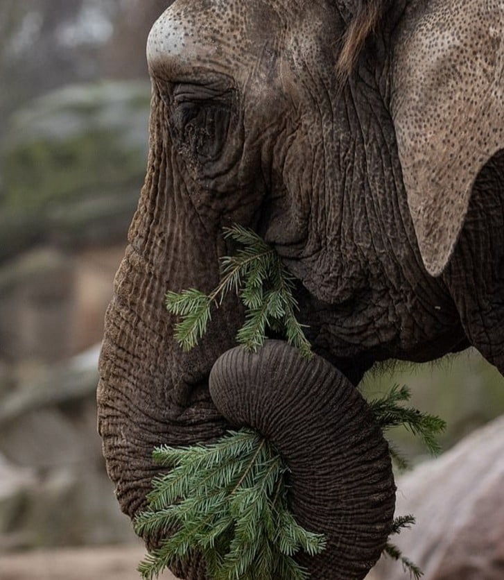 В німецькому зоопарку слонів нагодували ялинками