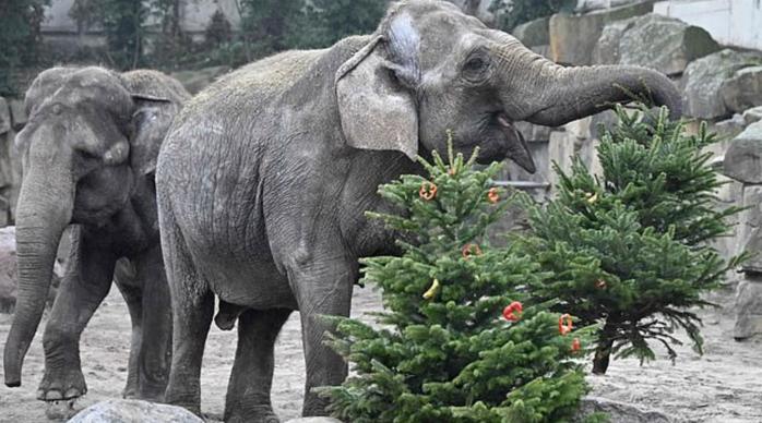 В немецком зоопарке слонов накормили елками