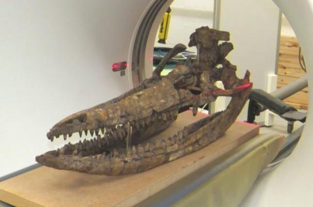 3D-модель черепа іхтіозавра. Фото: naked-science.ru