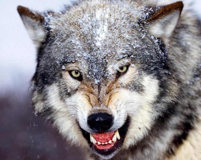 Бешеный волк покусал трех человек на Запорожье