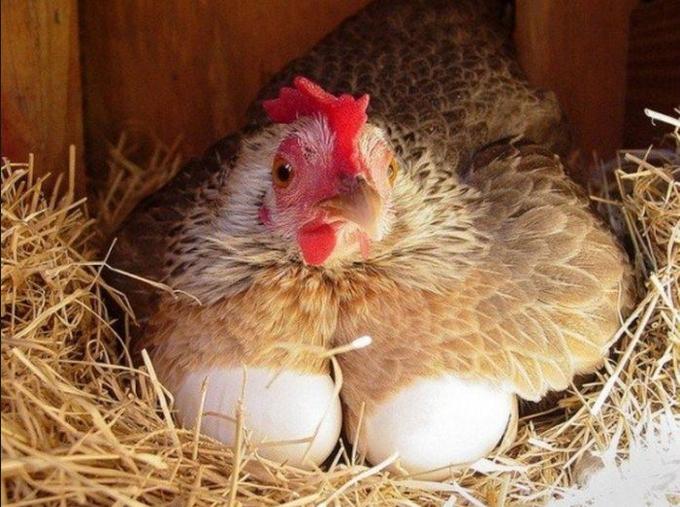 Самым популярным в Instagram стало куриное яйцо