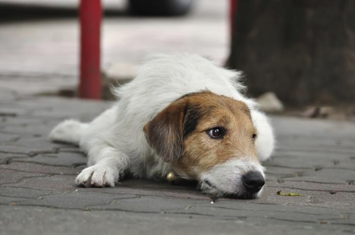 Пенсіонерка-вбивця безпритульних собак отримала умовний термін. Фото: Днепр Час