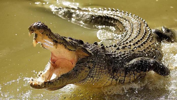 В Індії крокодил живцем з'їв біолога. Фото: Vesti.Ru