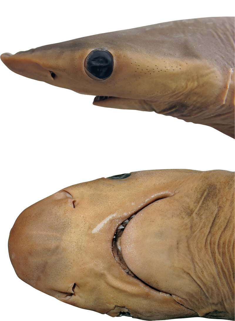 Новый вид акул. Фото: earther.gizmodo.com