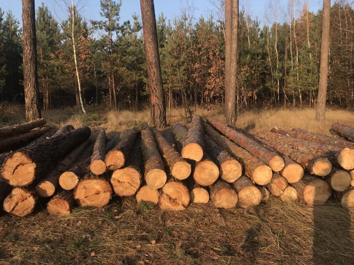 Мораторий на экспорт леса-кругляка: ЕС инициирует переговоры с Украиной. Фото: Арсенал - Prom.ua