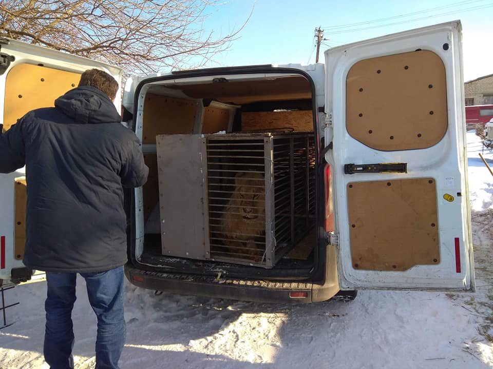 Чотирьох левів і шестеро ведмедів із звіринця в Покровську вивезено на тимчасове перебування до реабілітаційного центру. Фото: facebook.com/vasyl.polujko